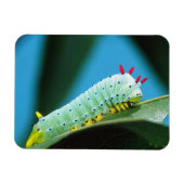 Magnet Flexible Prometheus Moth Caterpillar, Callosamia (Horizontal)