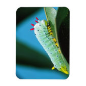 Magnet Flexible Prometheus Moth Caterpillar, Callosamia (Vertical)