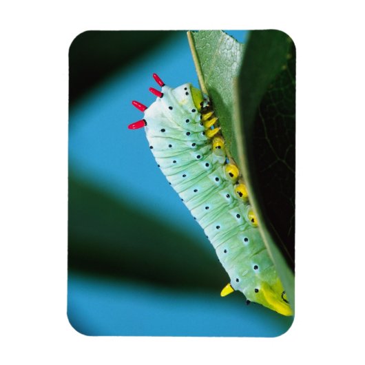 Magnet Flexible Prometheus Moth Caterpillar, Callosamia (Vertical)