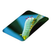 Magnet Flexible Prometheus Moth Caterpillar, Callosamia (Côté Gauche)