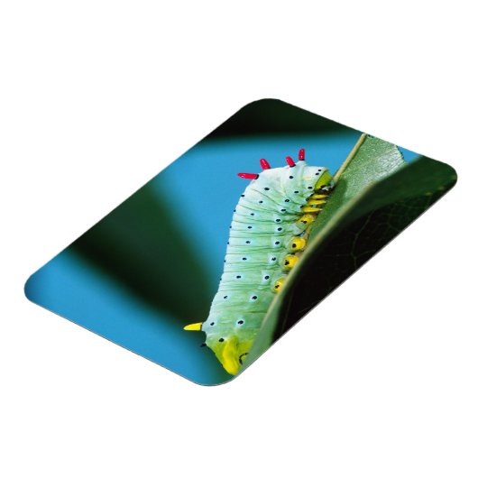 Magnet Flexible Prometheus Moth Caterpillar, Callosamia (Côté Gauche)