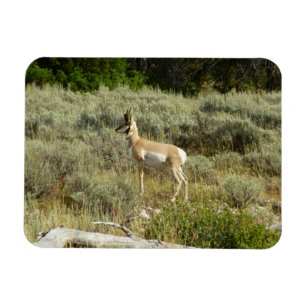 Magnet Flexible Pronghorn au Parc national de Grand Teton