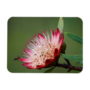 Magnet Flexible Protea Dracomontana (Drakensberg Sugarbush)