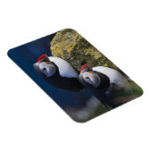 Magnet Flexible Puffin atlantique (Fratercula arctica) 7 (Côté Droit)