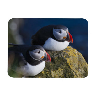 Magnet Flexible Puffin atlantique (Fratercula arctica) 7