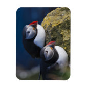 Magnet Flexible Puffin atlantique (Fratercula arctica) 7 (Vertical)