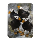 Magnet Flexible Puffins... (Vertical)