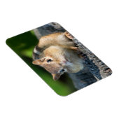 Magnet Flexible Puffy Cheeked Chipmunk (Côté Droit)