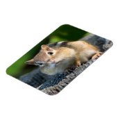 Magnet Flexible Puffy Cheeked Chipmunk (Côté Gauche)
