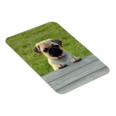 Magnet Flexible Pug Pup Photo (Côté Droit)