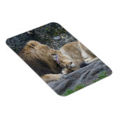 Magnet Flexible Puissant amour Lion (Côté Droit)