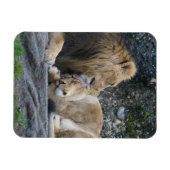 Magnet Flexible Puissant amour Lion (Horizontal)