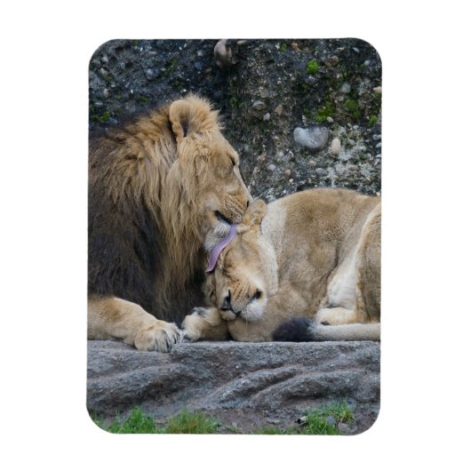 Magnet Flexible Puissant amour Lion (Vertical)