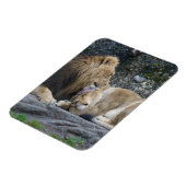 Magnet Flexible Puissant amour Lion (Côté Gauche)