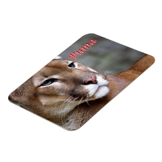 Magnet Flexible Puma argentine - (Côté Gauche)