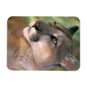 Magnet Flexible Puma, Californie (Horizontal)