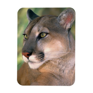 Magnet Flexible Puma, Californie