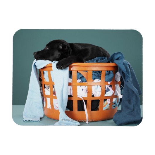 Magnet Flexible Puppy lying in laundry basket (Horizontal)