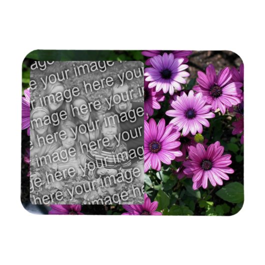 Magnet Flexible Purple African Daisy Flowame Frame Ajouter Votre P (Horizontal)