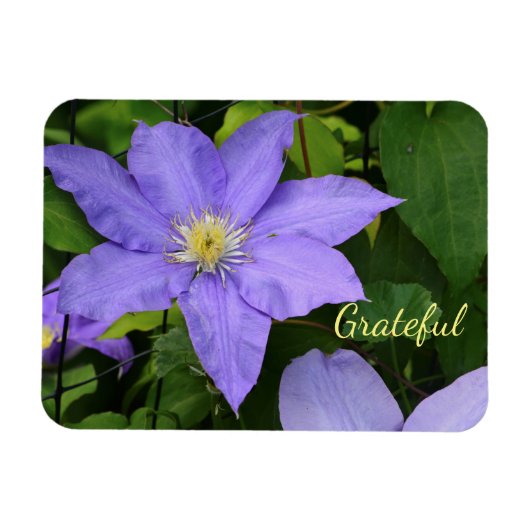 Magnet Flexible Purple Clematis Gratitude (Horizontal)