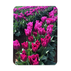 Magnet Flexible Purple Flag Tulips