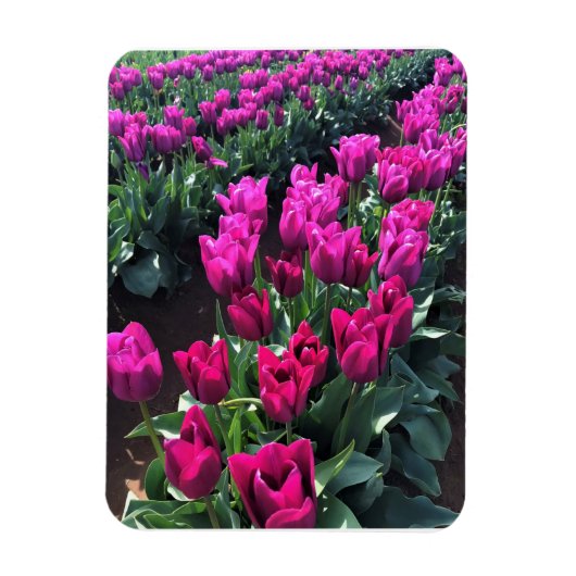 Magnet Flexible Purple Flag Tulips (Vertical)