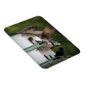 Magnet Flexible Purple Martin Mates (Côté Droit)