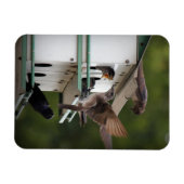 Magnet Flexible Purple Martin Mates (Horizontal)
