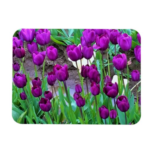 Magnet Flexible Purple Tulips (Horizontal)