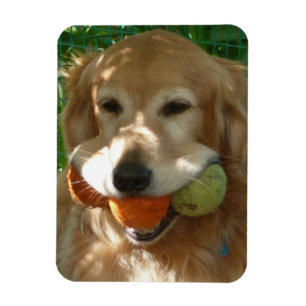 Magnet Flexible Puzzle Chien Retriever doré & Balles de Tennis