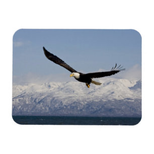 Magnet Flexible Pygargue à tête blanche en vol, Haliaeetus leucoce