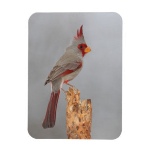 Magnet Flexible Pyrrhuloxia sur une branche
