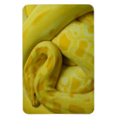 Magnet Flexible Python birman jaune (Vertical)