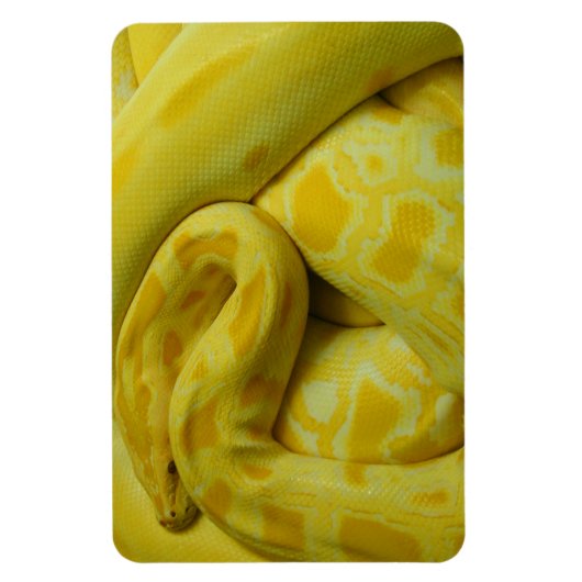 Magnet Flexible Python birman jaune (Vertical)