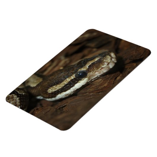 Magnet Flexible Python de tapis (Côté Gauche)