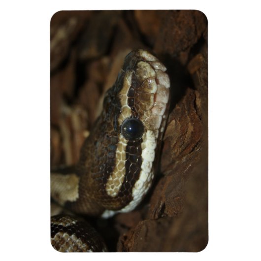 Magnet Flexible Python de tapis (Vertical)