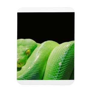 Magnet Flexible python vert