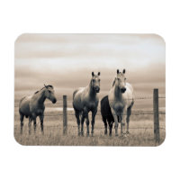 Quart De Chevaux Sur Les Prairies Canadiennes
