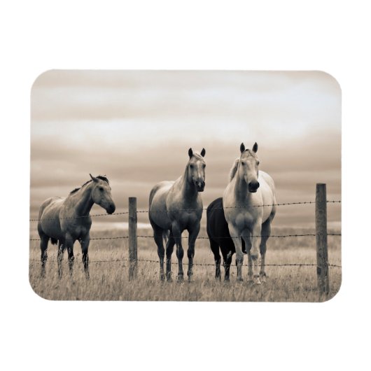 Magnet Flexible Quart De Chevaux Sur Les Prairies Canadiennes (Horizontal)