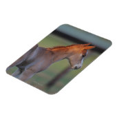 Magnet Flexible Quart Horse Foin (Côté Gauche)
