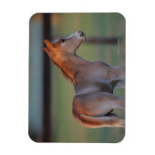 Magnet Flexible Quart Horse Foin (Vertical)