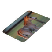 Magnet Flexible Quart Horse Foin (Côté Gauche)