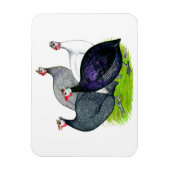 Magnet Flexible Quatre Guineas (Vertical)