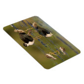 Magnet Flexible Quels poussins mignons  (Côté Droit)