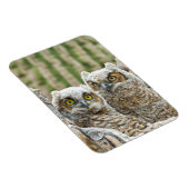 Magnet Flexible Qui est là, Pair of Owl's (Côté Droit)