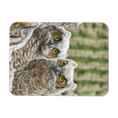 Magnet Flexible Qui est là, Pair of Owl's (Horizontal)