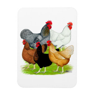 Magnet Flexible Quintette de poulet liée au sexe