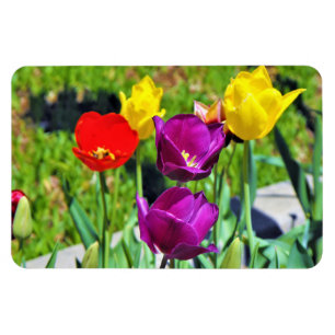 Magnet Flexible Quintette de Tulipes photo