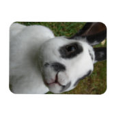 Magnet Flexible Rabbit adorable (Horizontal)