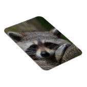 Magnet Flexible Raccoon (Côté Droit)
